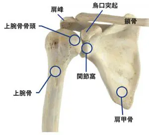 肩の骨