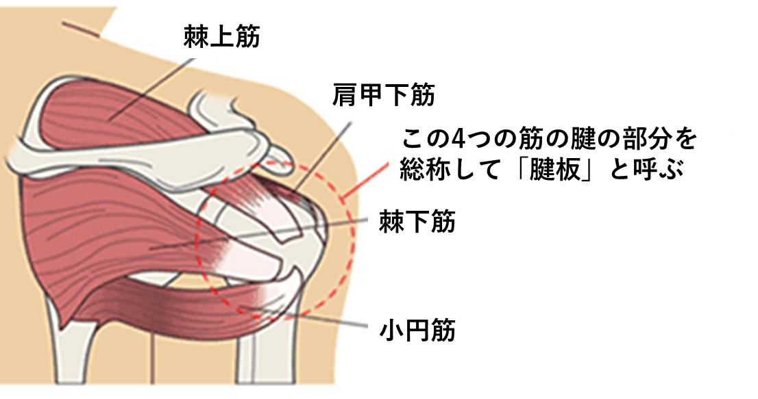 肩の痛み | 西田整形外科クリニック