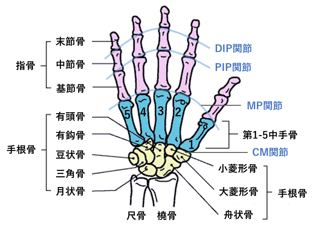 手の痛み | 西田整形外科クリニック
