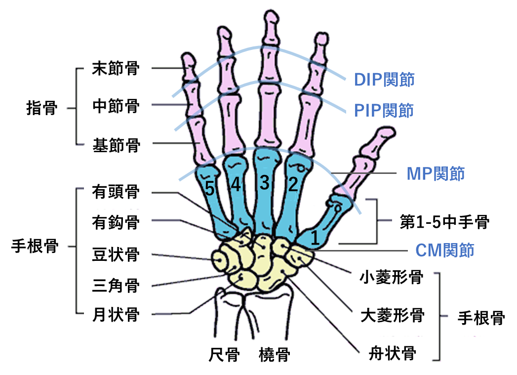 手の痛み | 西田整形外科クリニック