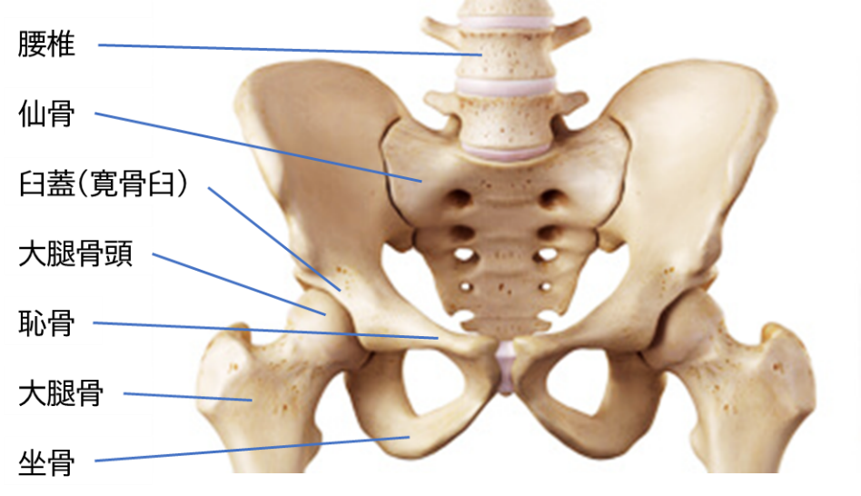 股関節の痛み | 西田整形外科クリニック