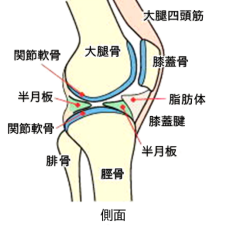 膝の痛み 西田整形外科クリニック